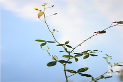 Crotalaria orixensis